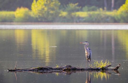 Great blue heron stands on log in a lake