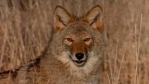 Coyote staring at the viewer through grass