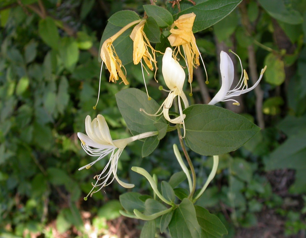 Vine with oval green leaves and white and yellow tubular flowers