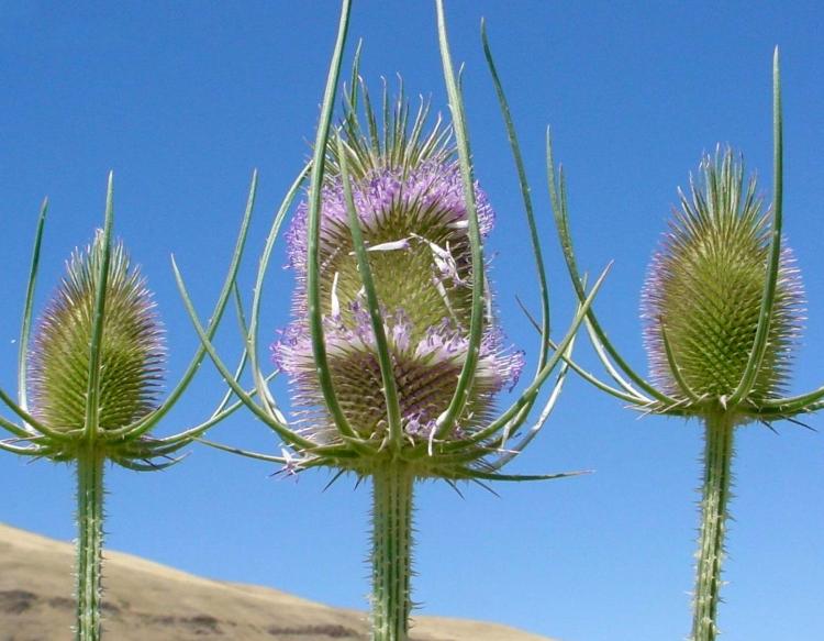 Close-up of three common teasel flower heads