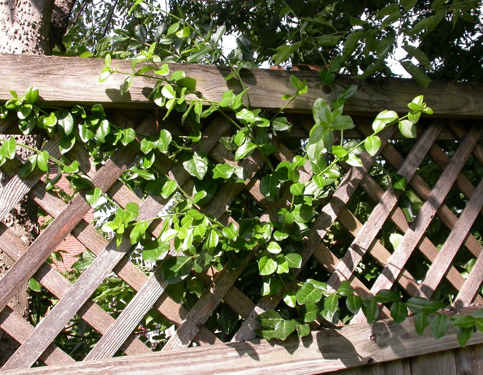 Winter creeper growing in a lattice fence