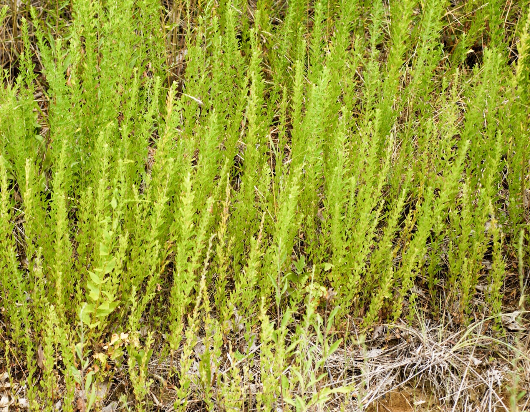 A stand of dozens of sericea lespeza plants 