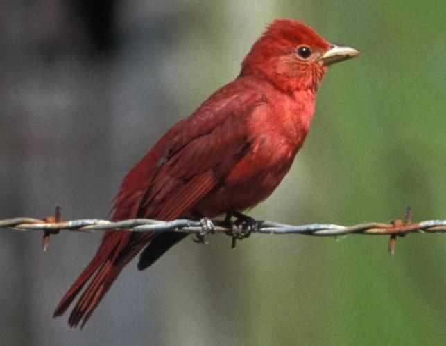 adult male summer tanager 