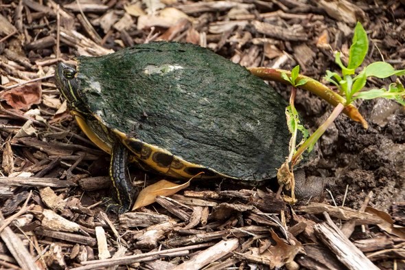 Red eared slider laying eggs