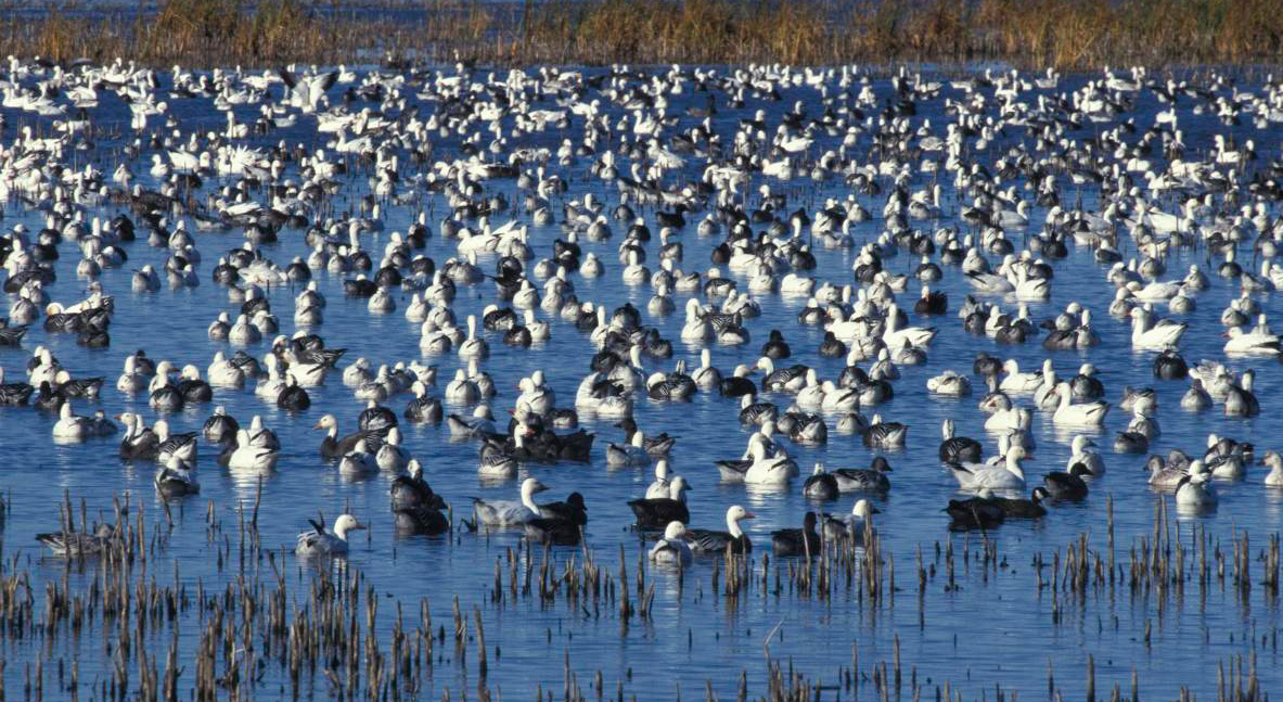Flock of snow geese in wetlands