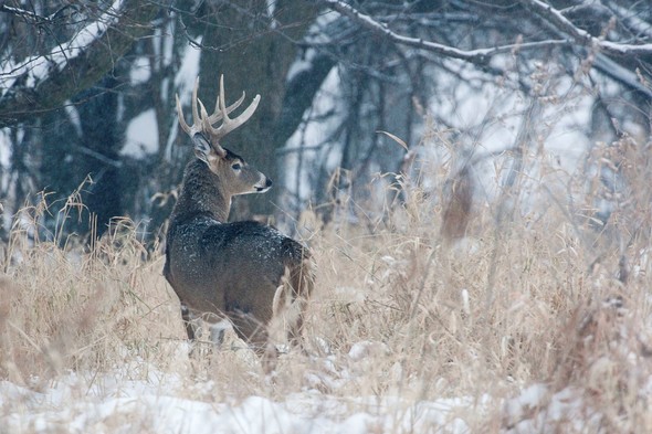 Buck in snow