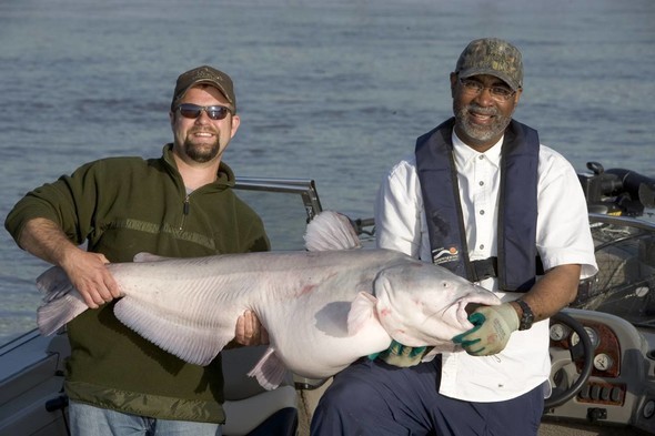 Anglers hold large blue catfish