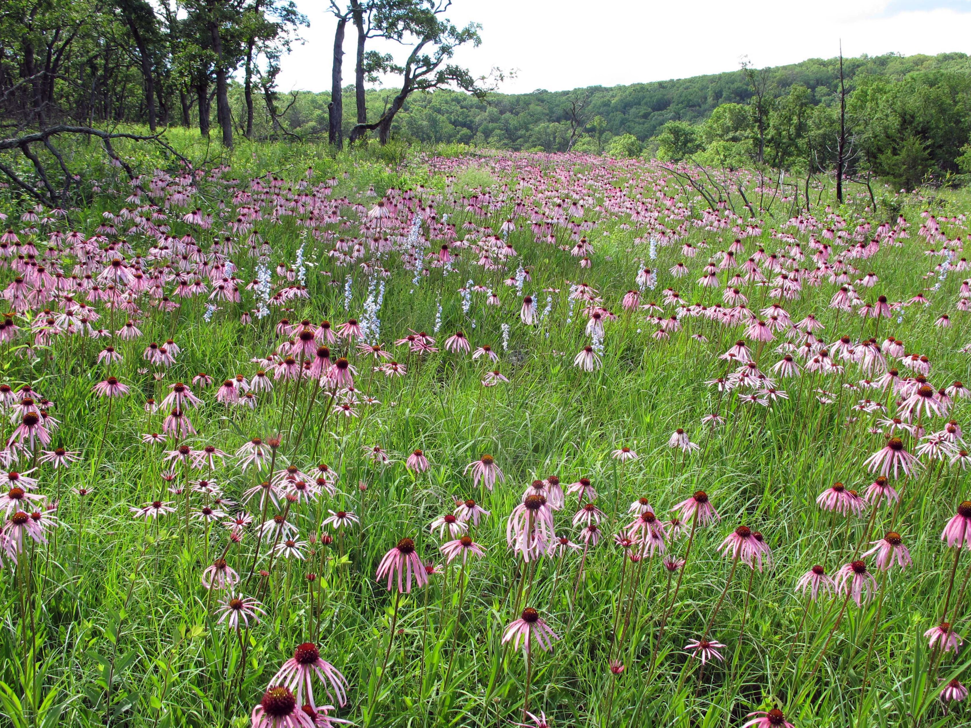 Purple coneflowers in bloom on a glade at Danville Conservation Area.