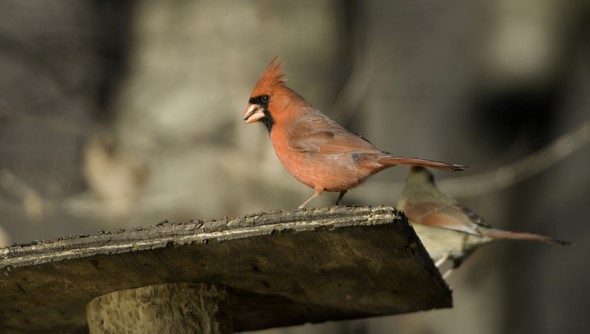 Cardinal on bird feeder