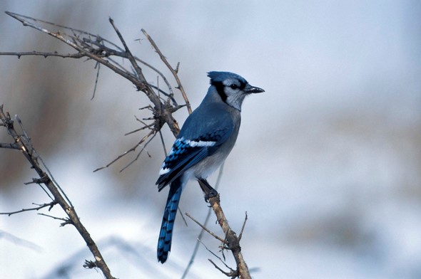 Blue jay perches on tree branch in winter