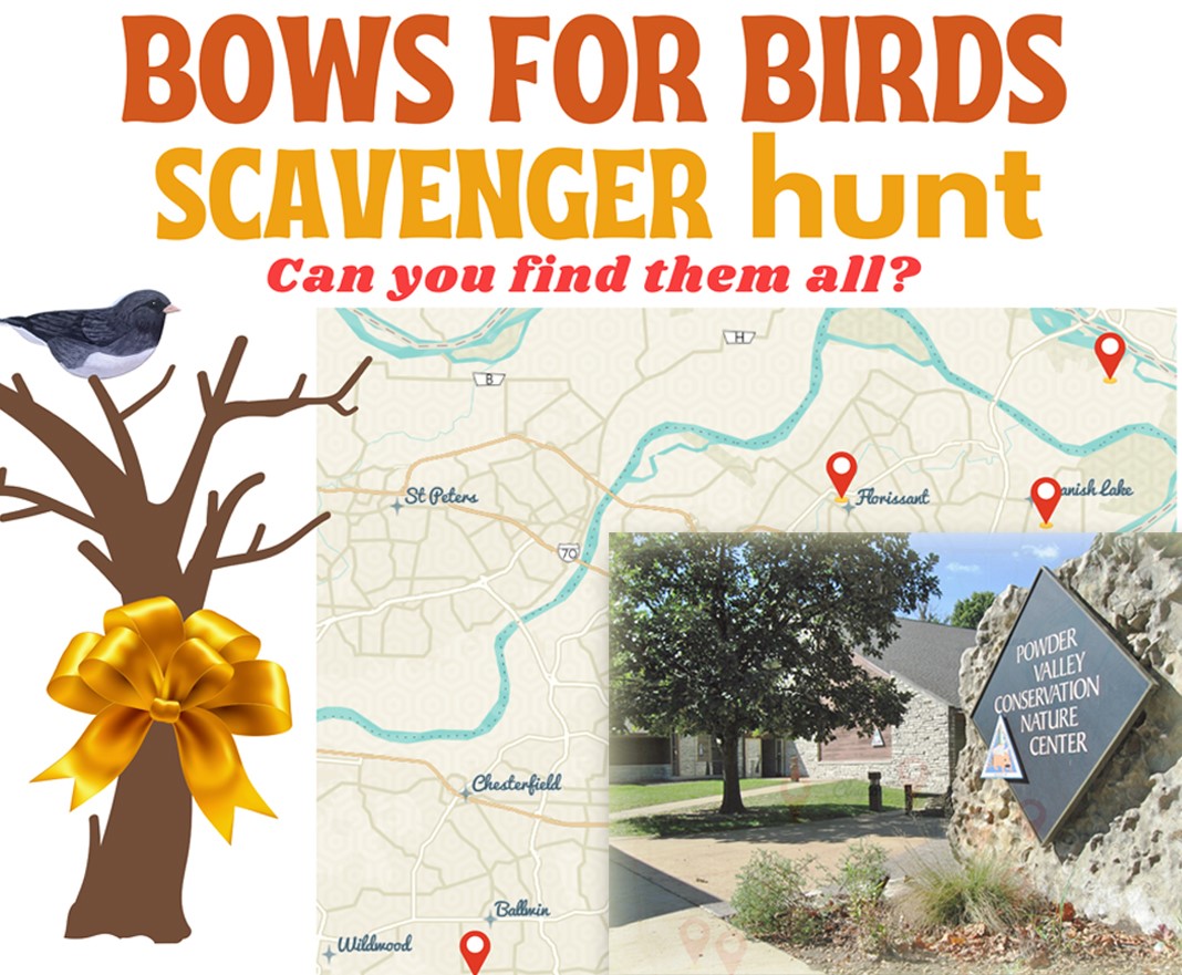 Bows for Birds Scavenger Hunt Challenge