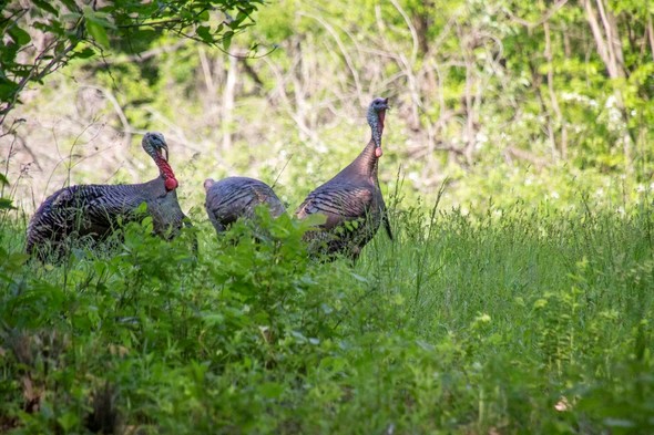 Three turkeys in spring