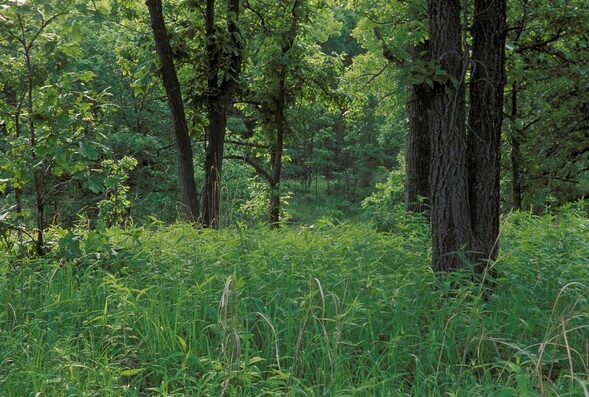 woodland habitat