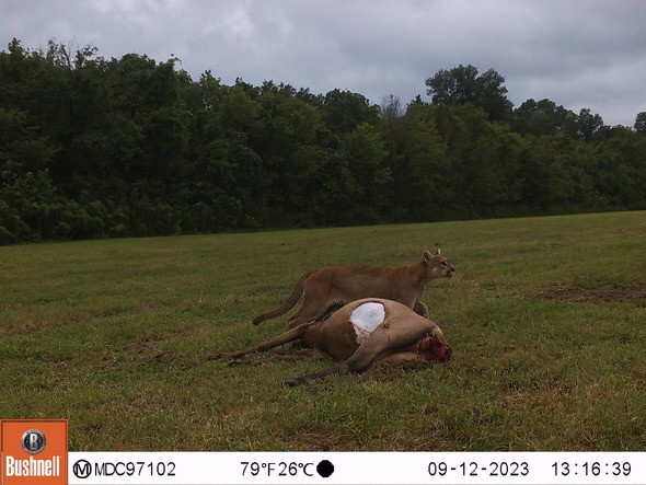 Mountain lion eats adult elk in Shannon County