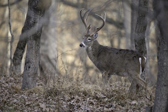 Buck in wooded area