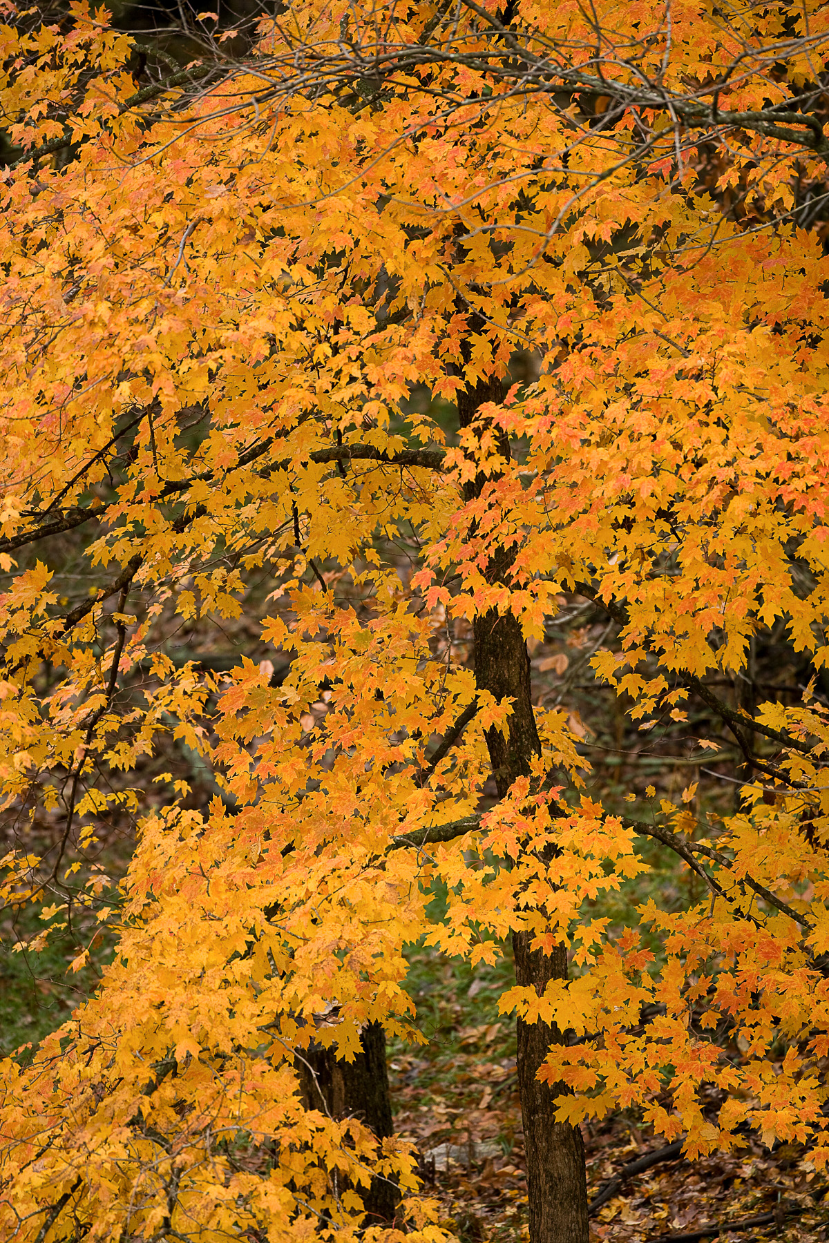 Photo of autumn color