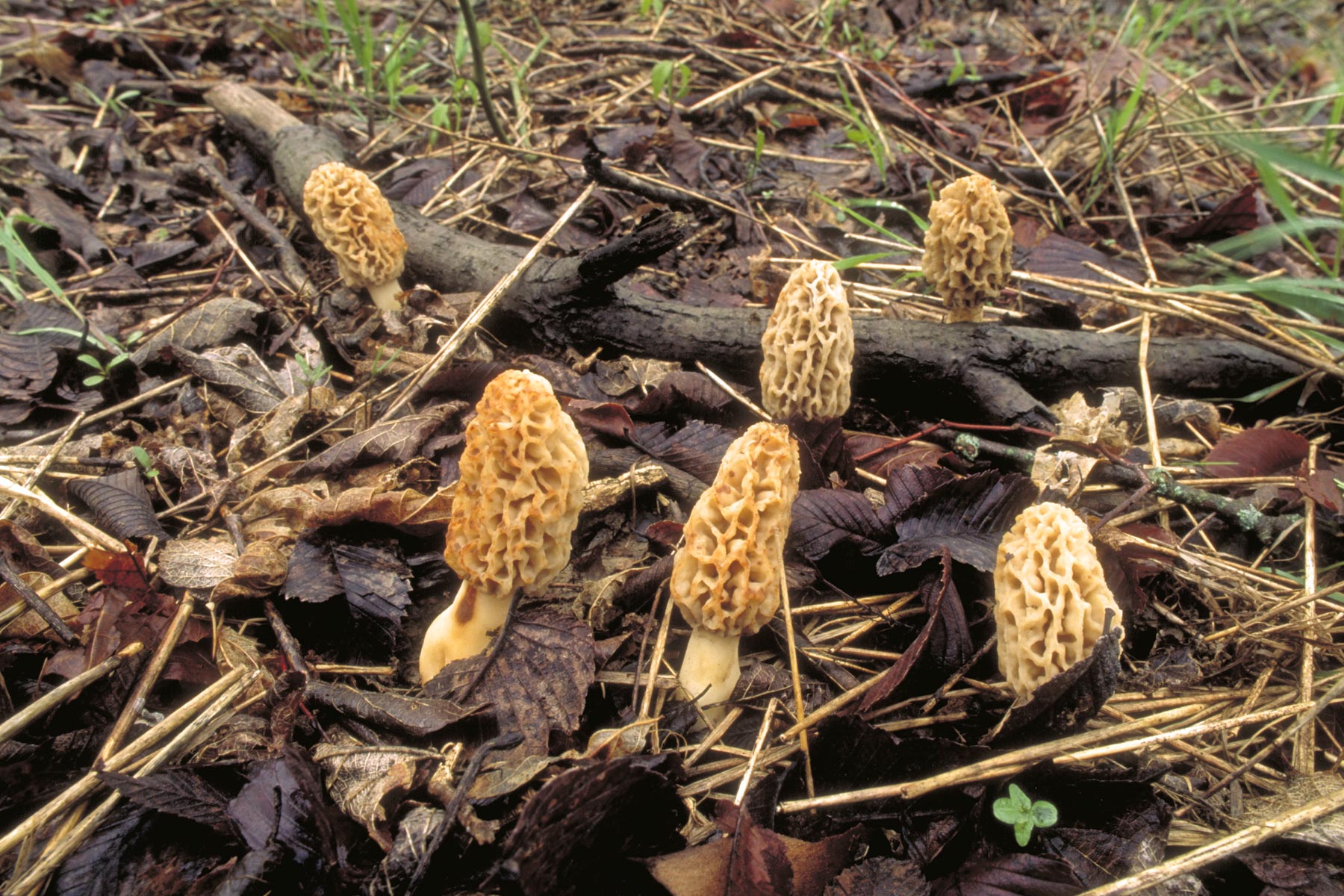 common morels growing on forest floor