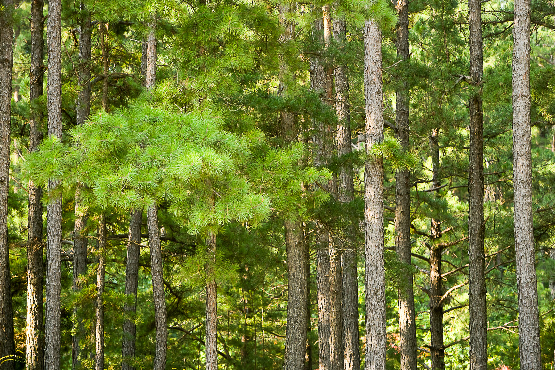 photo of Houf Pine Forest