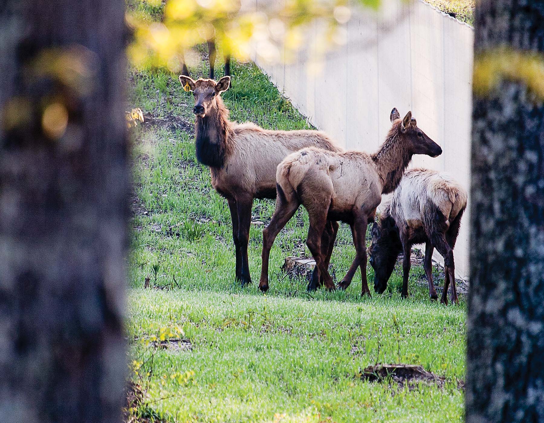 Elk at peck ranch