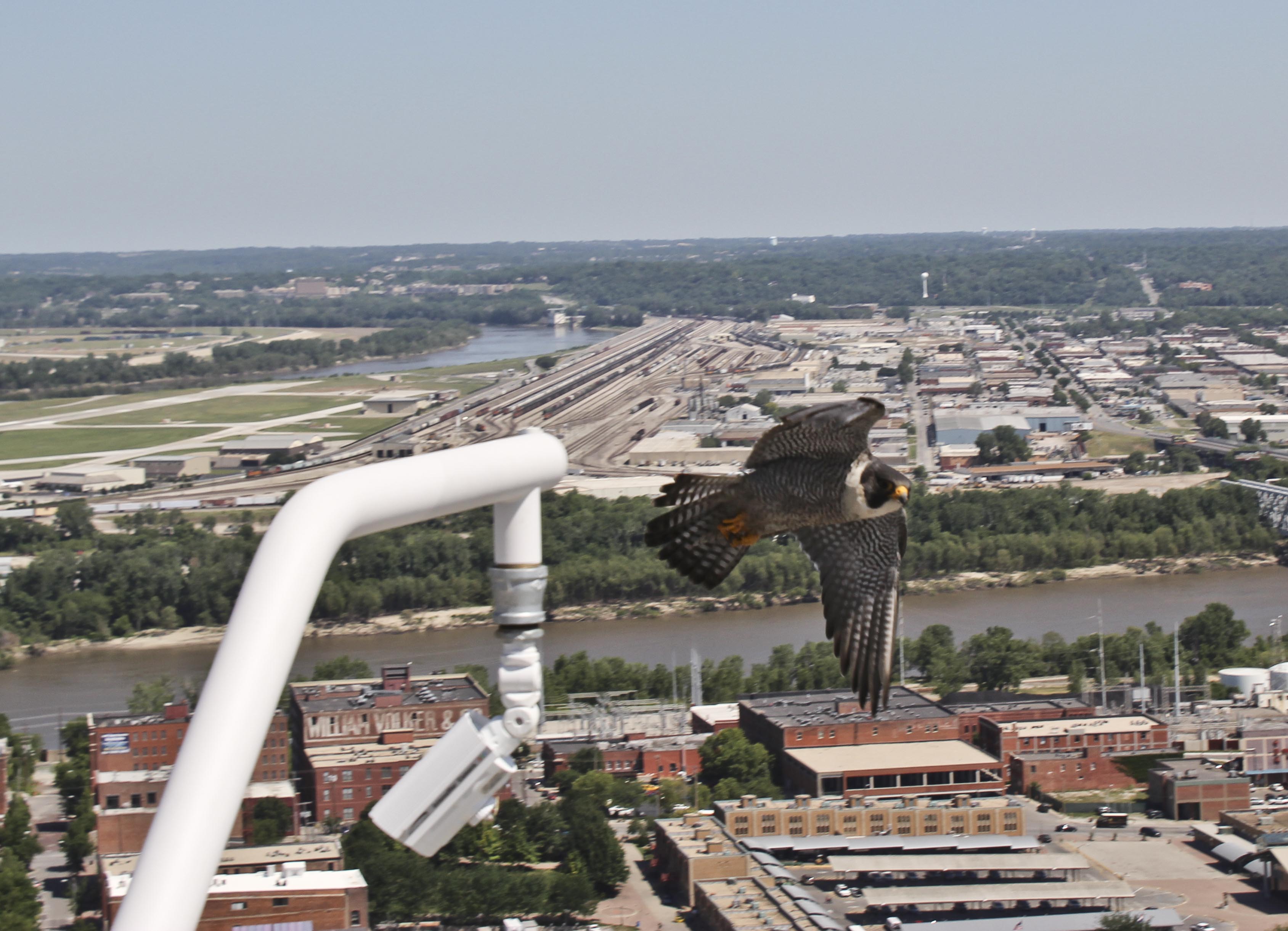 Falcon Flying in Kansas City