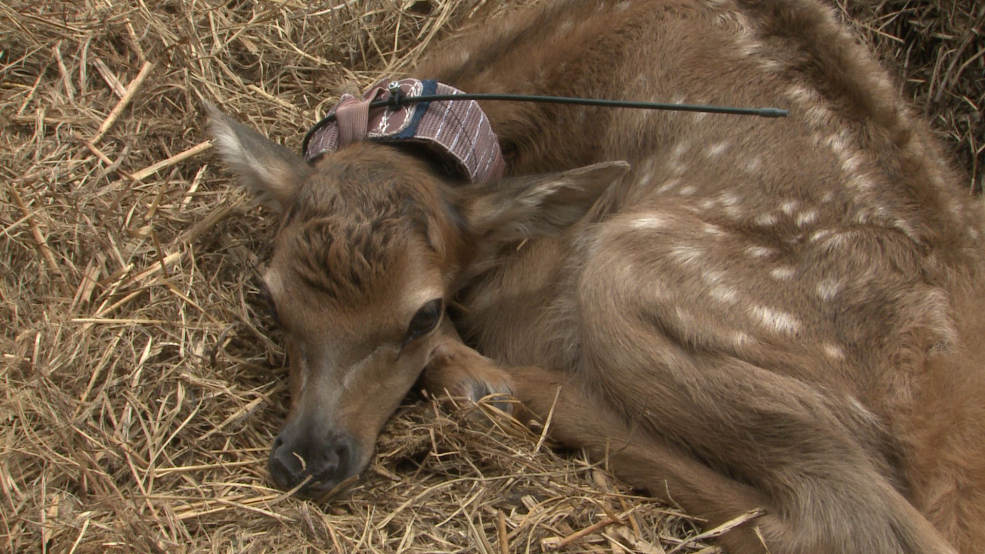 A newborn elk calf lies in a bed of hay, wearing a GPS collar.