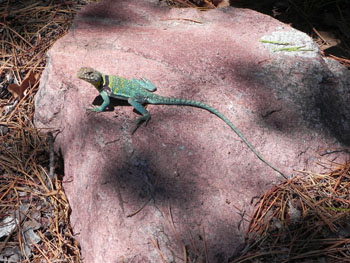 Collared Lizard at Peck Ranch Conservation Area