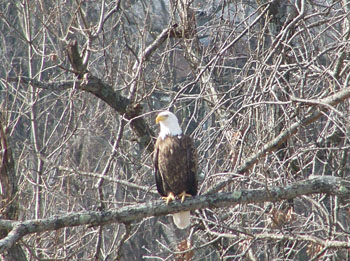 Bald Eagle perched near in a tree