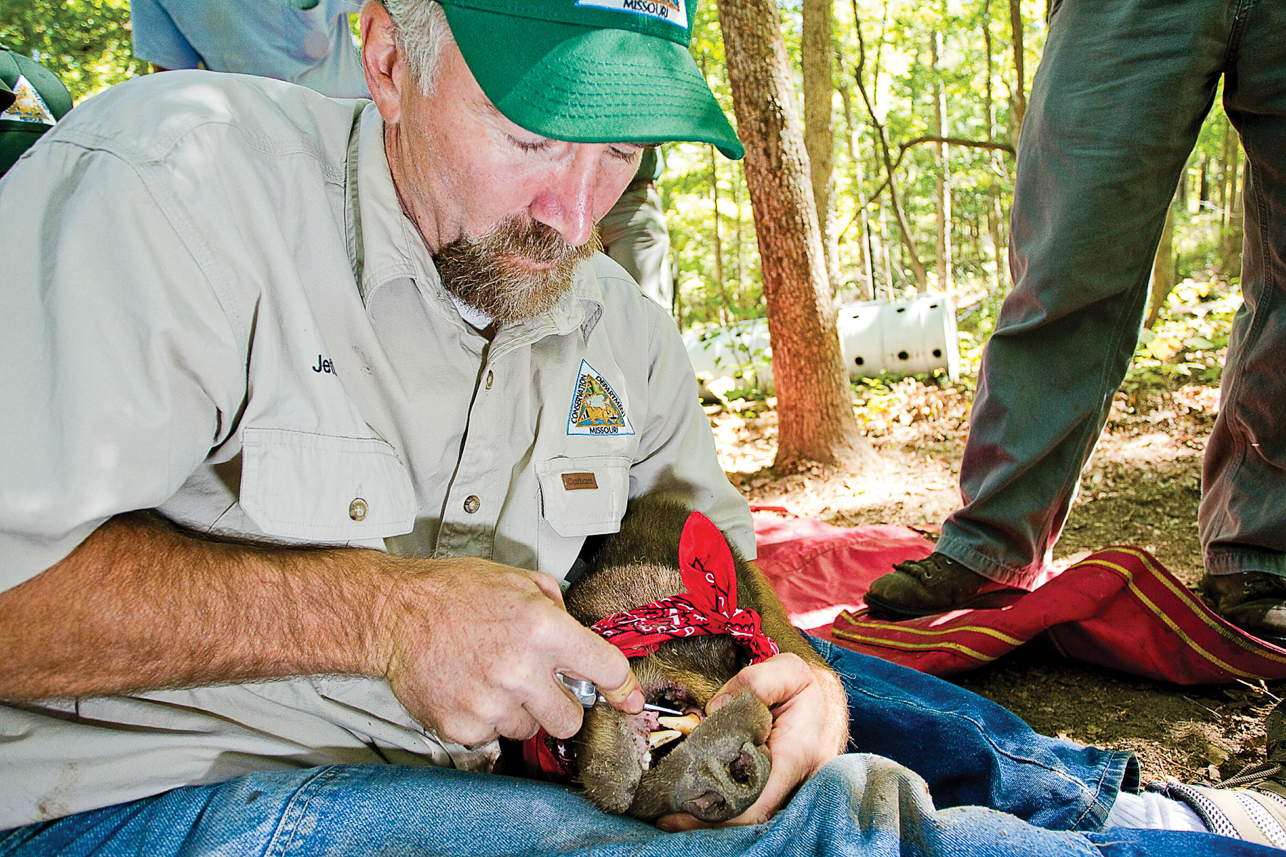 MDC biologist extracts a tooth from a tranquilized black bear for study