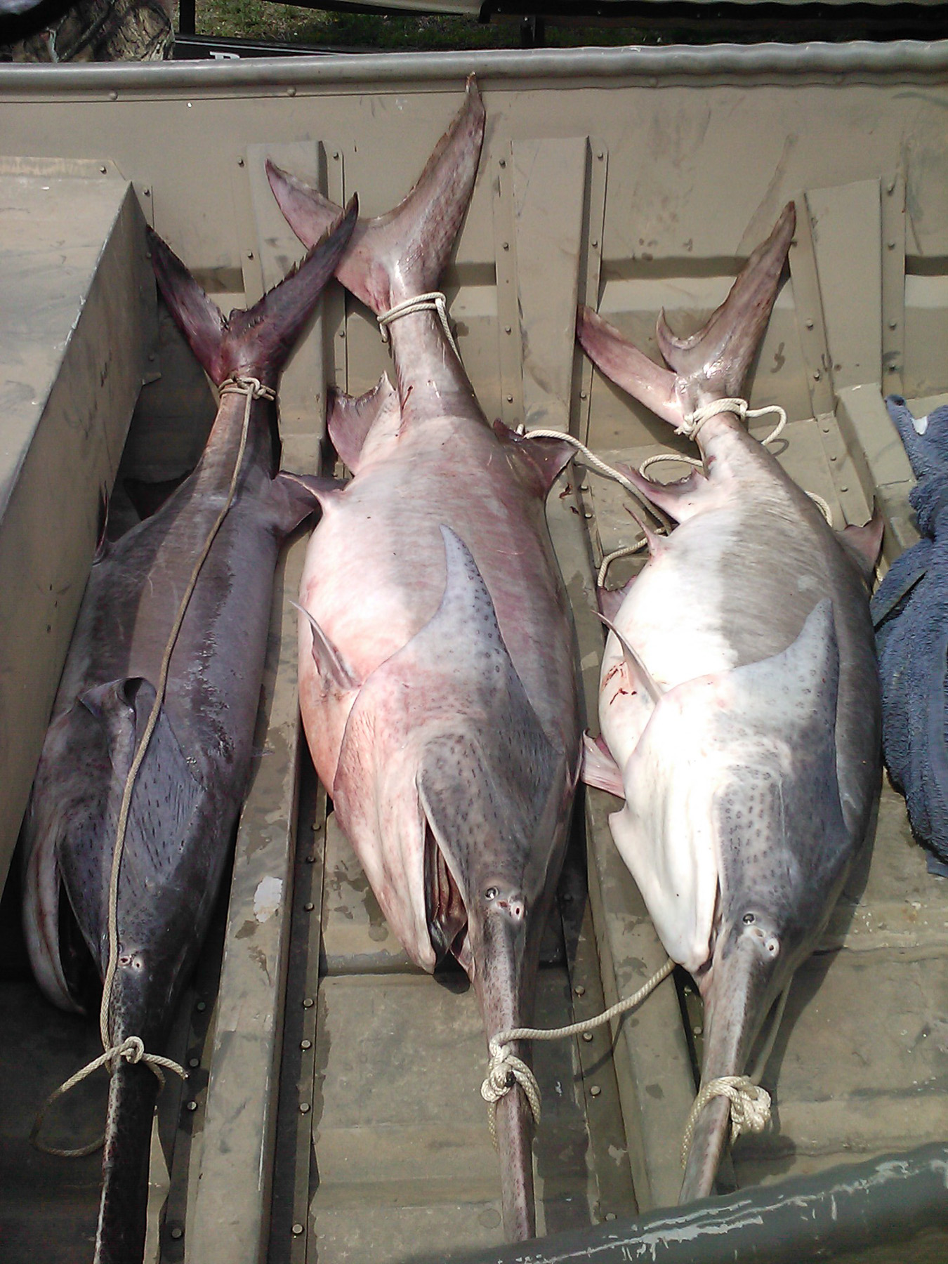 Harvested Paddlefish in Boat