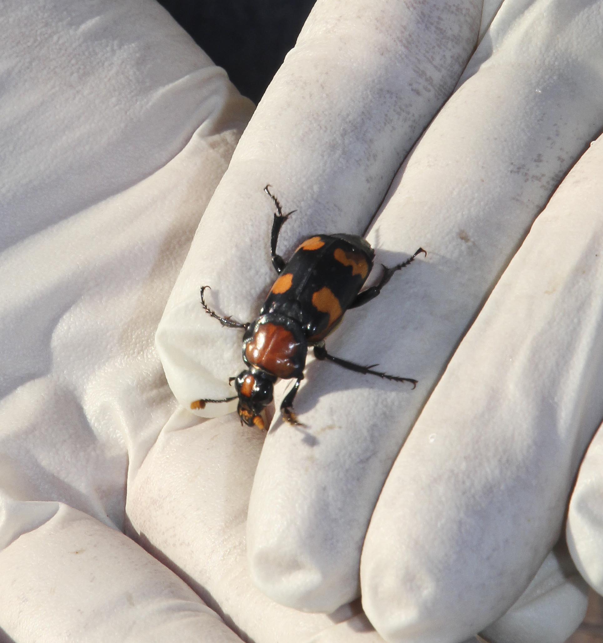 American burying beetle ready for release