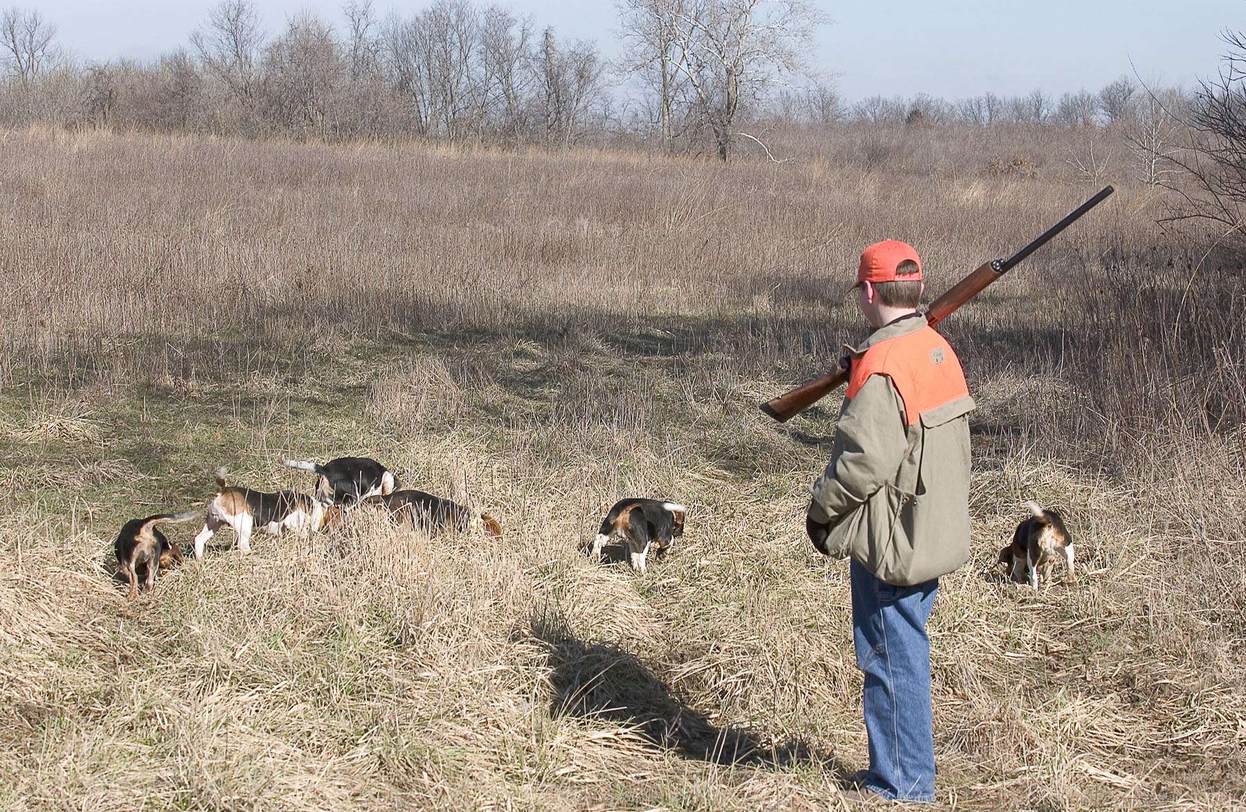 A hunter with gun on shoulder watches beagles search for rabbit scent.