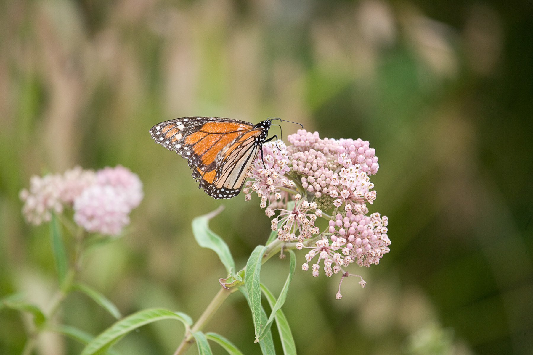 A monarch butterfly perches on a milkweed flower