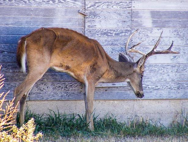 A deer infected with CWD standing next to a structure.