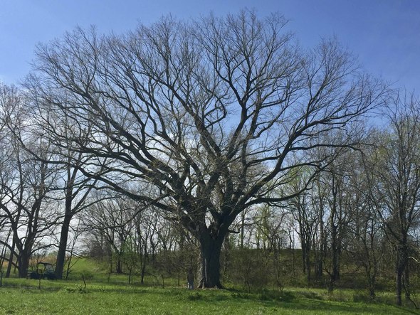 State Record American Elm