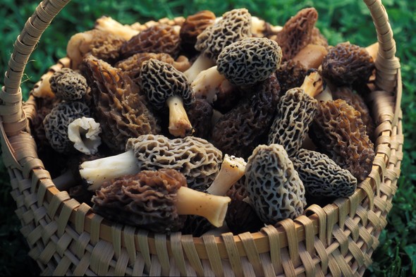 Basket of morel mushroomsq
