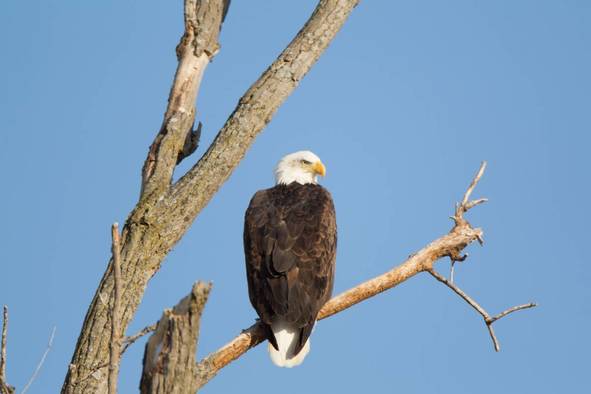 Eagle perched on a tree.