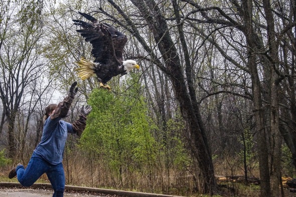 Cole County eagle release
