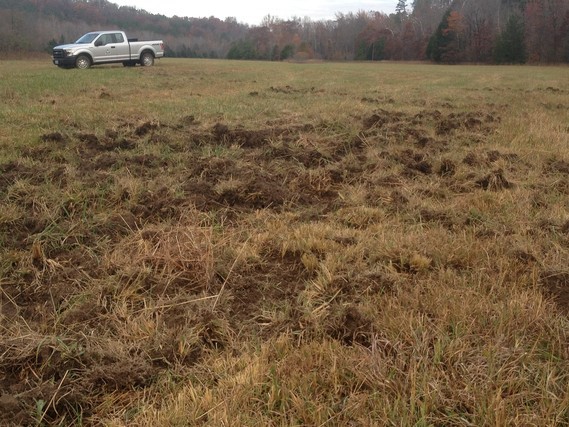 A field destroyed by a feral hog.