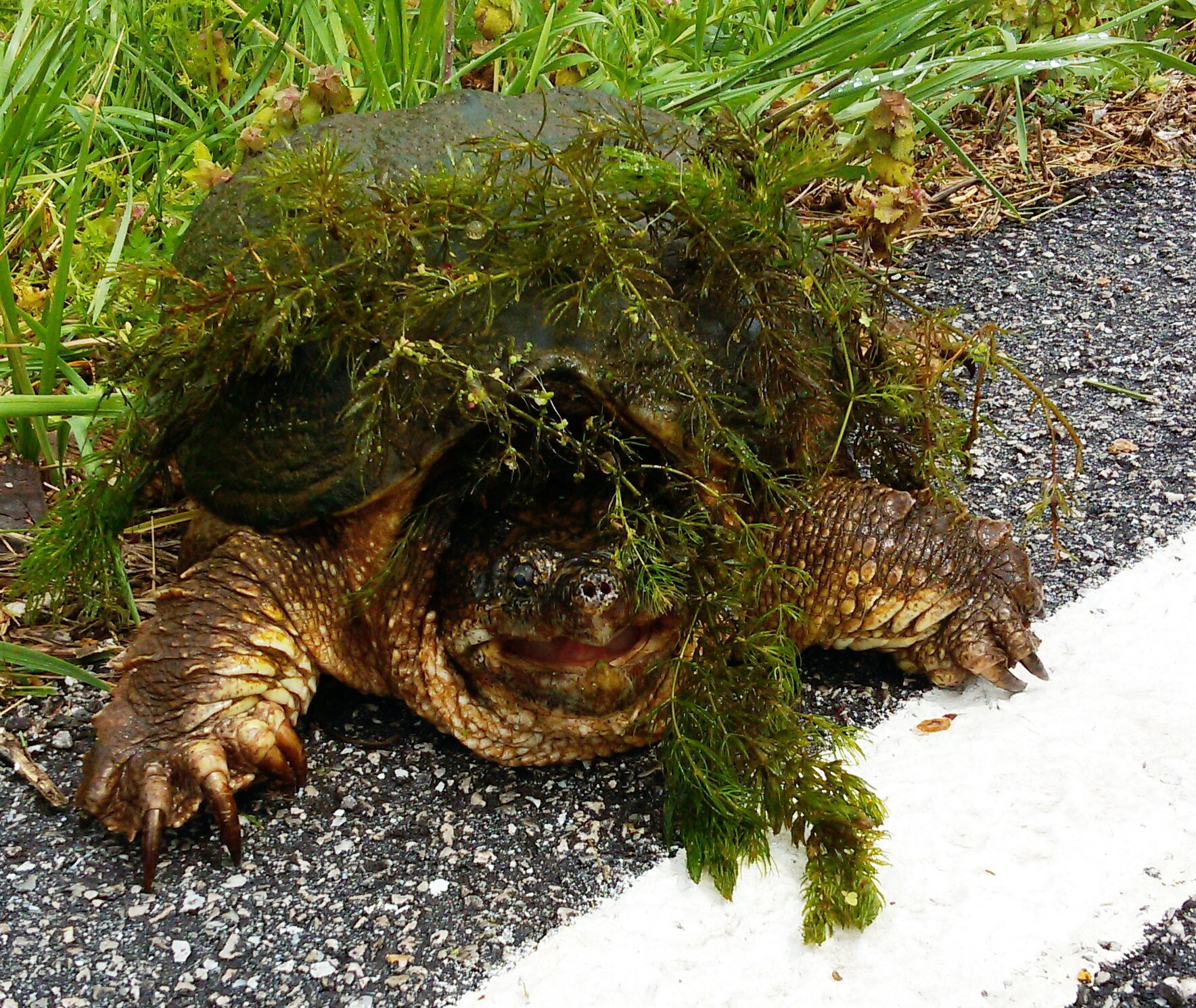 snapping turtle crossing road