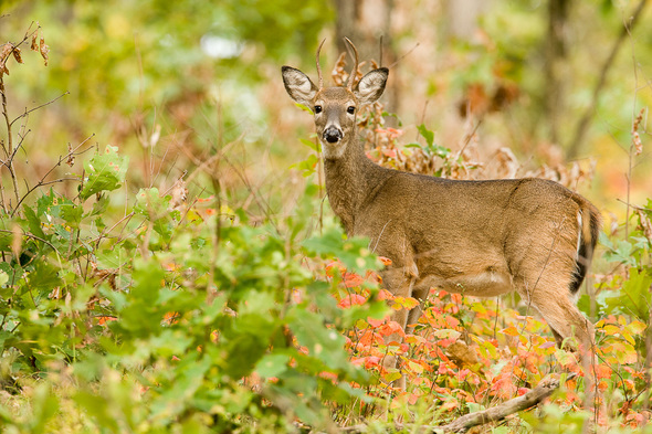 Deer at Indian Trail CA