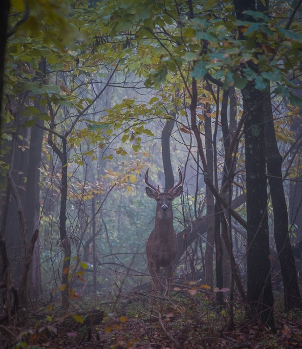 A whitetail buck in the woods