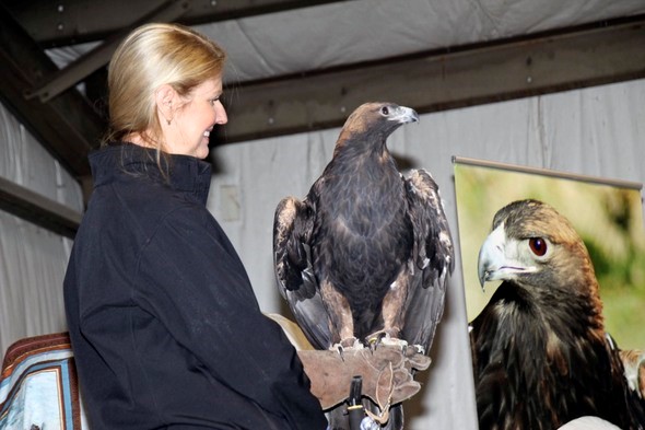Live eagle with handler at Loess Bluffs Eagle Days