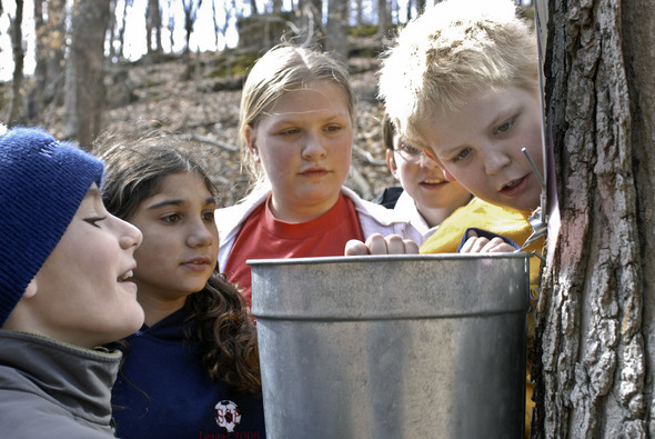 Kids looking into a bucket with maple sap