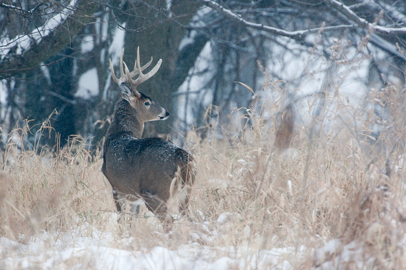 Buck in the snow.
