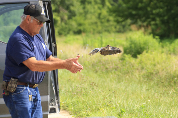 MDC staff releasing a mourning dove.