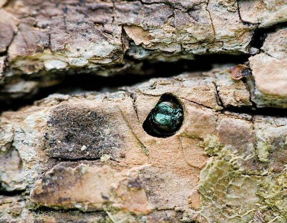 Adult Emerald Ash Borers (EAB) exit trees through D-shaped holes they create in the bark.