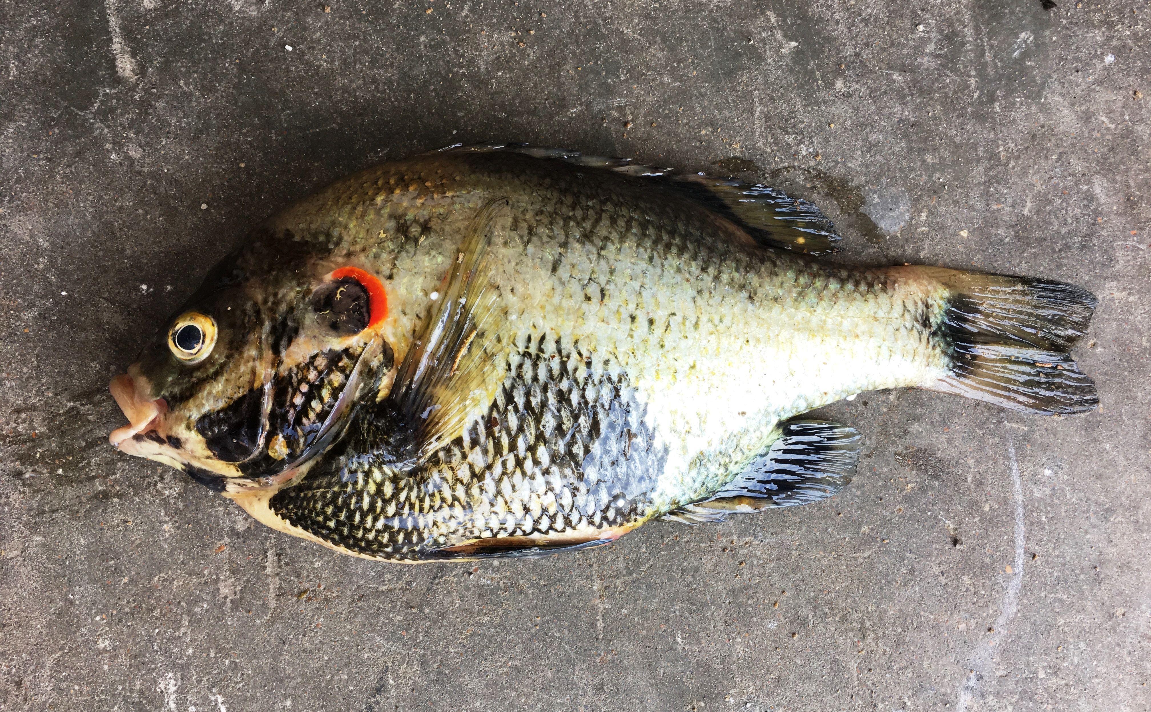 State-record redear sunfish.