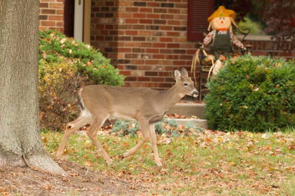 A deer standing in someone's front yard.