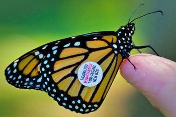 Monarch butterfly tagged.
