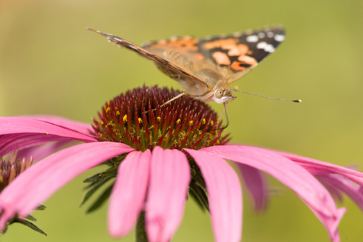 A painted lady butterfly sits on a purple coneflower. 